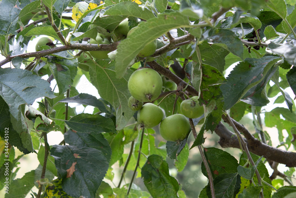 Green apples on an apple tree