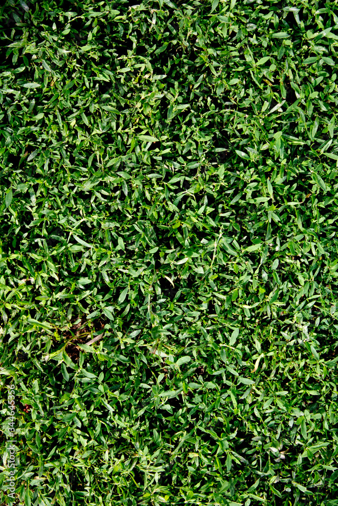 Green grass near the house Green grass near the house
