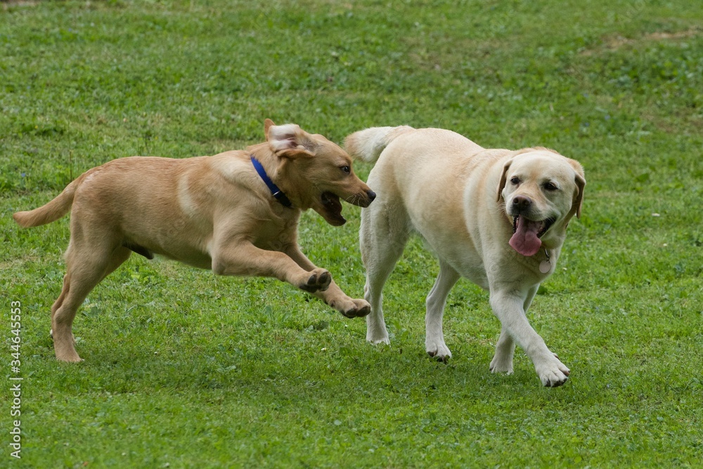 Labradors amis jouant ensemble