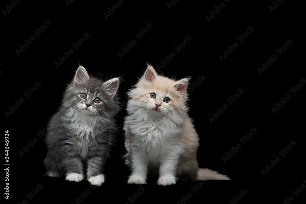 front view of two different 8 week old maine coon kittens sitting, tilting head, looking at camera on black studio background front view of two different 8 week old maine coon kittens sitting, tilting head, looking at camera on black studio background