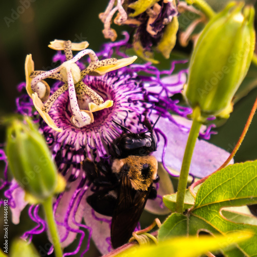 Bee on purple and yellow flower