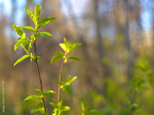 The green young spring leaves at the branch at defocused background with copyspace for text