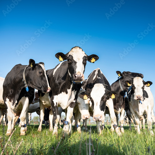 black and white holstein cows in meadow under blue sky © ahavelaar