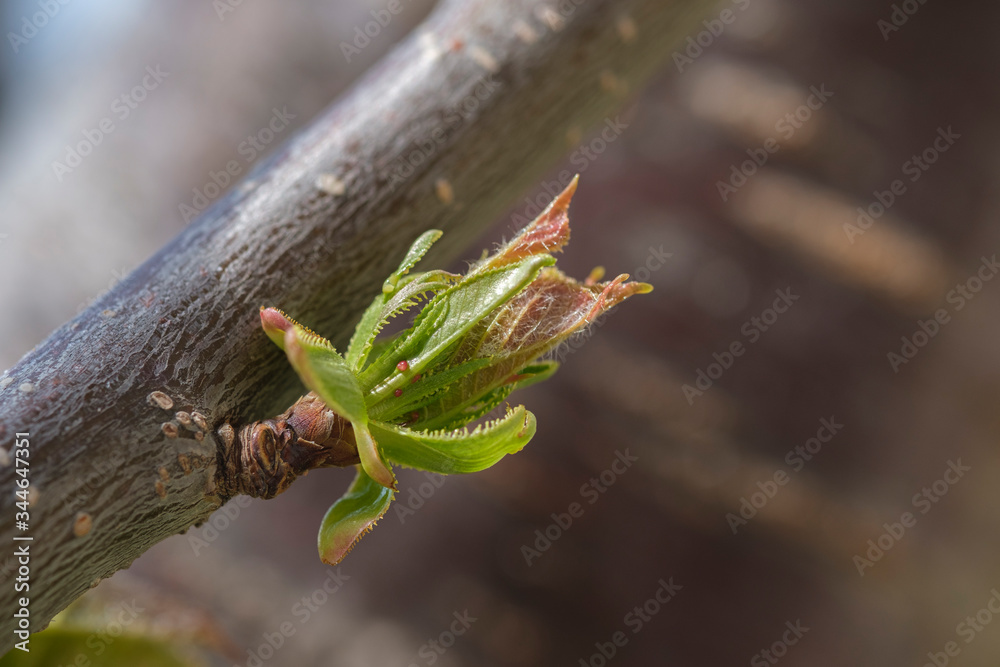 Fototapeta premium Awakening of the nature in a springtime. Young green leaves bloom from buds on a branch of a fruit tree, close-up view