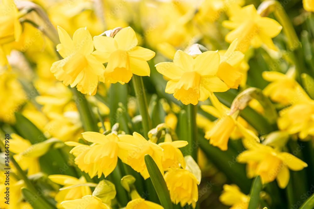 Beautiful yellow daffodils in the flowerbed