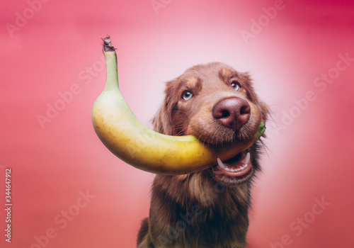 Hund mit Banane