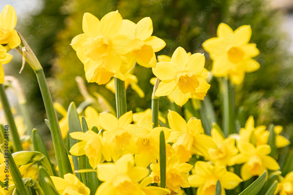 Beautiful yellow daffodils in the flowerbed