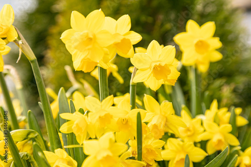 Fototapeta Naklejka Na Ścianę i Meble -  Beautiful yellow daffodils in the flowerbed