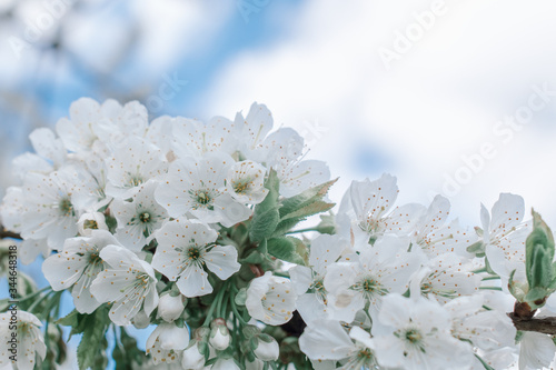 Spring cherry blossoms. Spring day. White blossoms. Cherry tree. Blooming trees