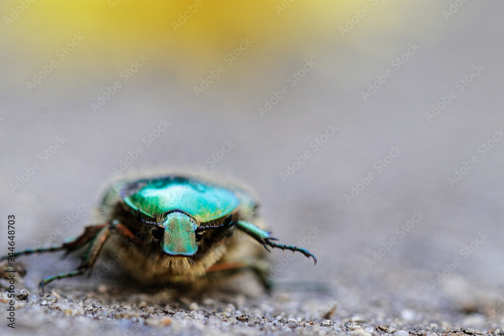 cétoine dorée cétoine dorée
