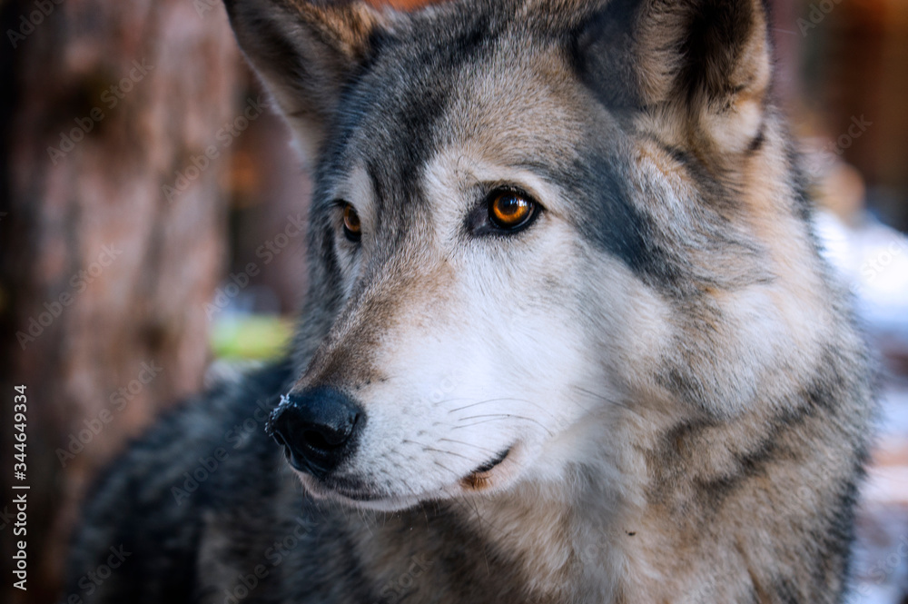 Fototapeta premium Wolf at Adirondack Wildlife Refuge Upstate New York