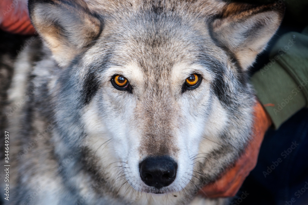 Wolf at Adirondack Wildlife Refuge Upstate New York