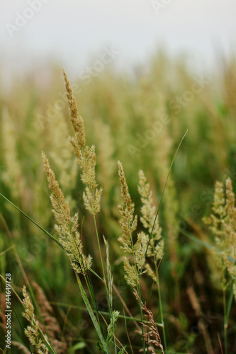 green wheat field