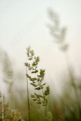 grass in the fog