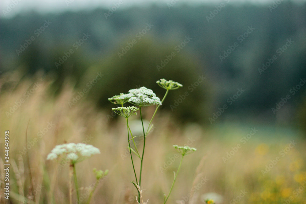 dandelions in the meadow dandelions in the meadow