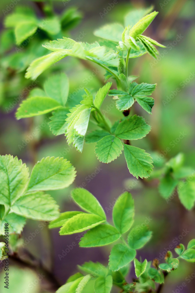 spring beauiful green leaves spring beauiful green leaves