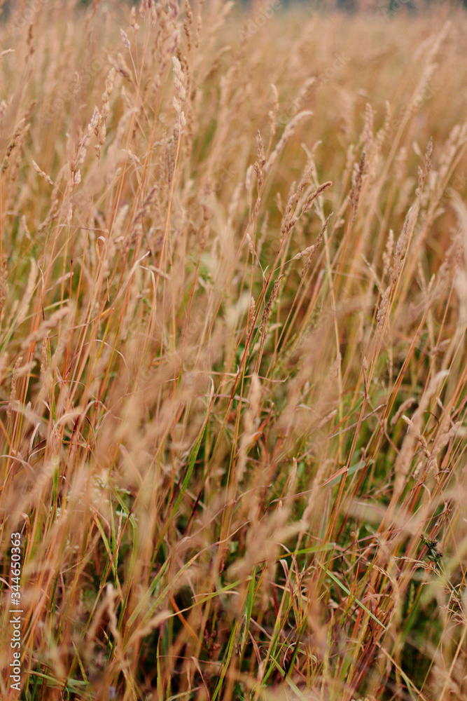 Fototapeta premium field of wheat