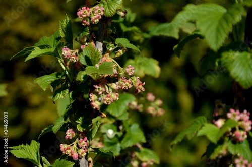 close-up of currant bloom, a small yellow-pink flower and young leaves on a branch of a currant bush growing in the garden on a green background . farming and growing organic products.