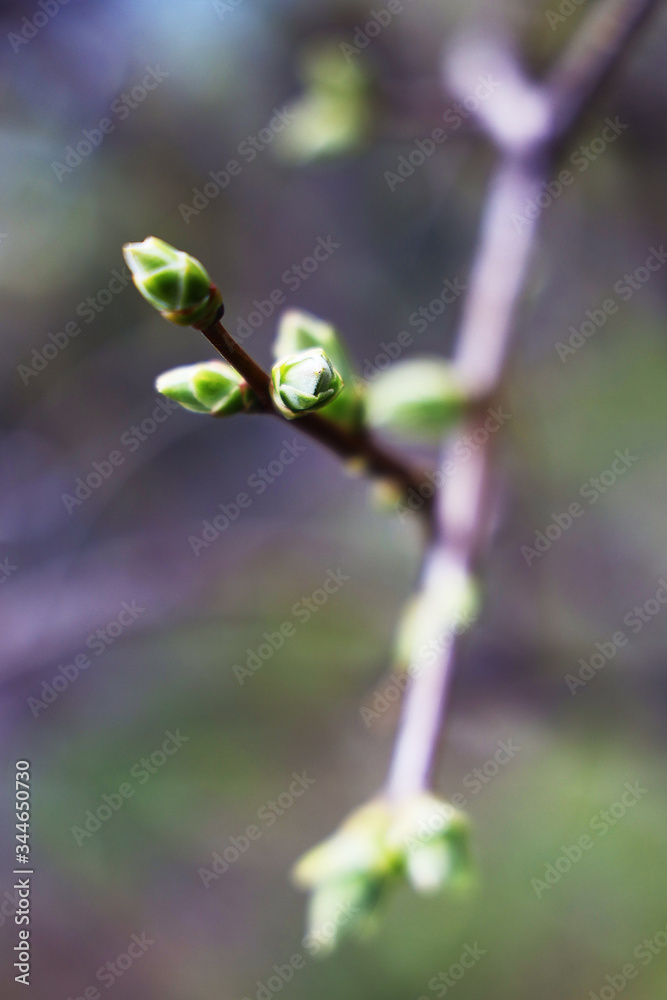 spring kidneys on trees