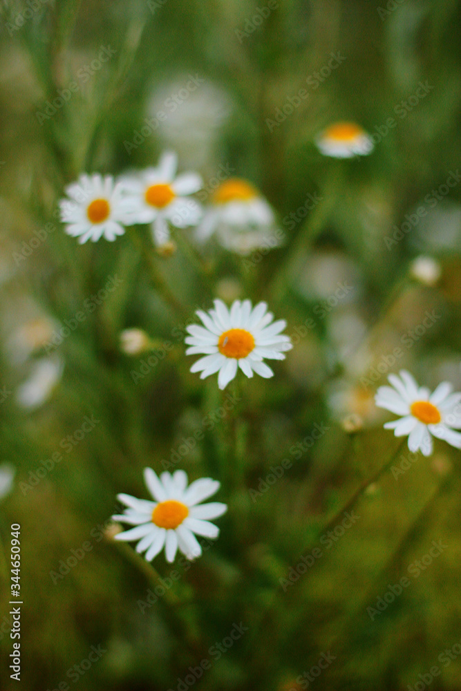 daisies in a field