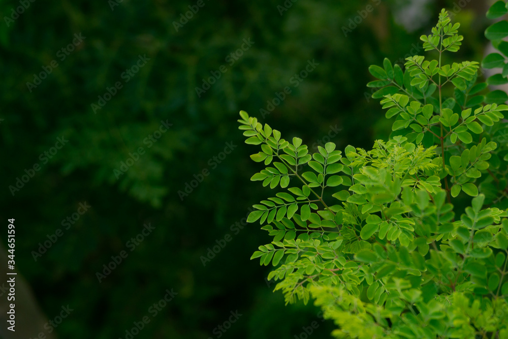 Moringa tree leaf close up background Moringa tree leaf close up background