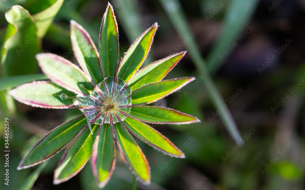 Lupine flower leaves in raindrops in springtime. Closeup, shallow depth of field, space for text. Lupine flower leaves in raindrops in springtime. Closeup, shallow depth of field, space for text.