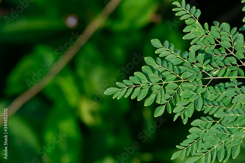 Moringa tree leaf close up background