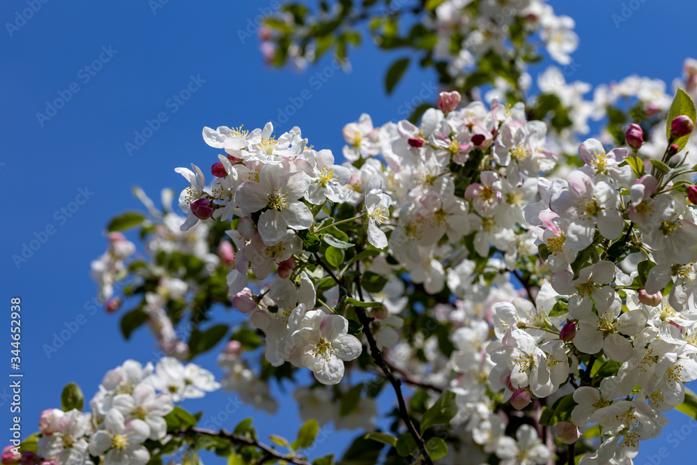 White flowers of apple tree. Detailed view. White flowers of apple tree. Detailed view.