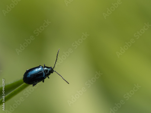 Micro Beetle on leaf. About 5mm long.
