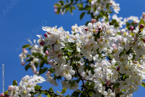 White flowers of apple tree. Detailed view. © Sergey