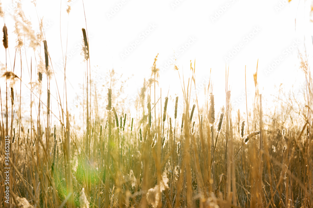 Fototapeta premium Grashalme am Feld.