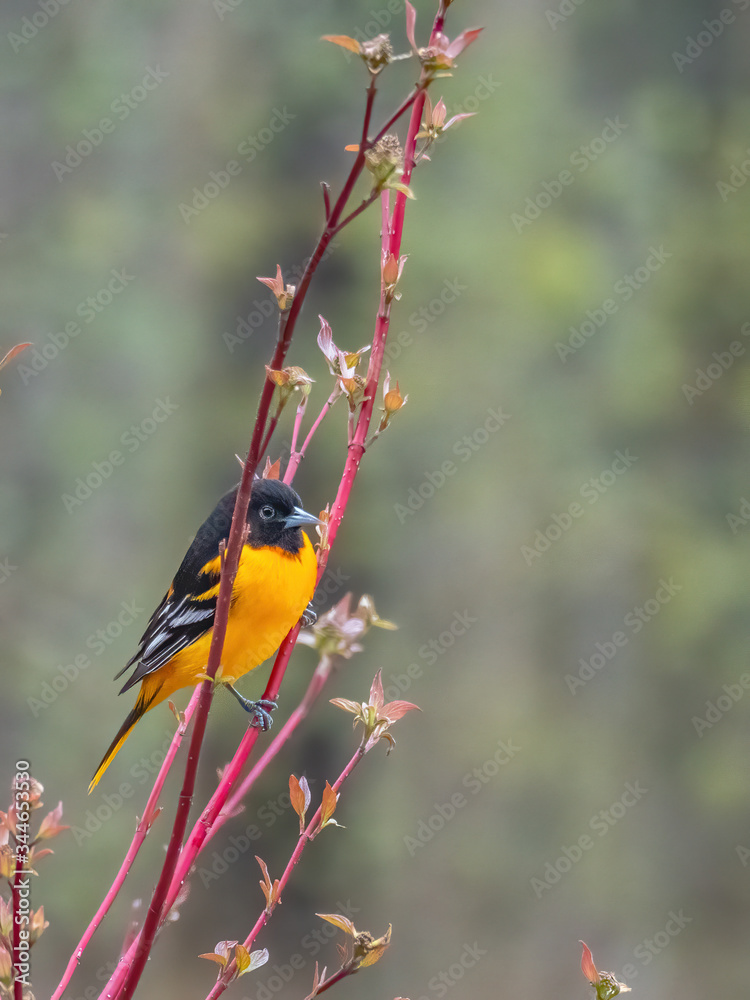 Baltimore oriole sitting in tree Baltimore oriole sitting in tree