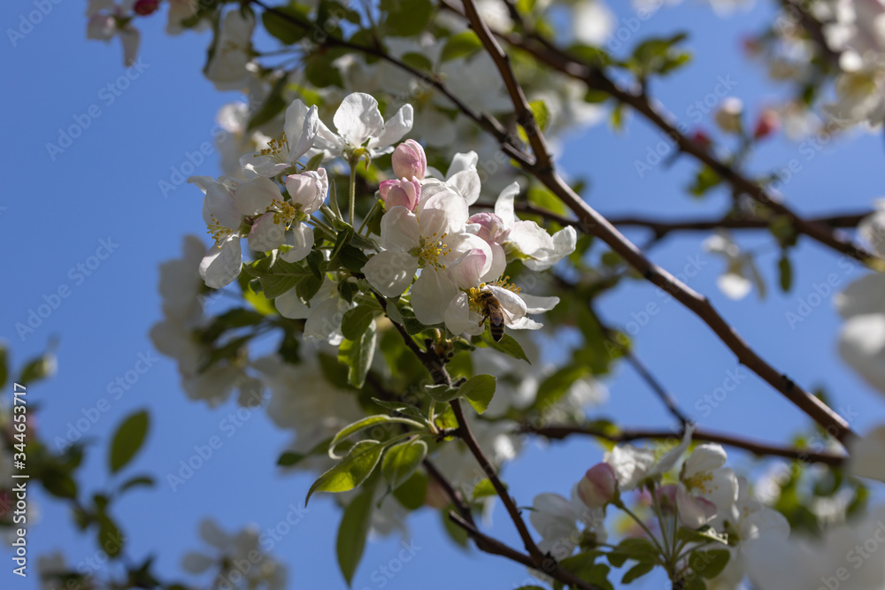 A bee on a white flower of an apple tree. Detailed view. A bee on a white flower of an apple tree. Detailed view.