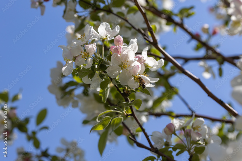 A bee on a white flower of an apple tree. Detailed view. A bee on a white flower of an apple tree. Detailed view.