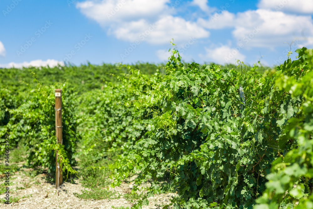 Fototapeta premium Green grapes in a vineyard in France, Bordeaux