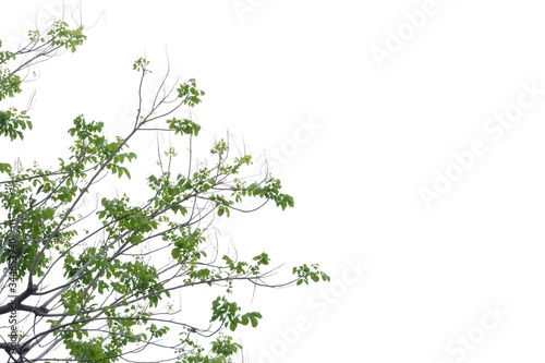 Fototapeta Naklejka Na Ścianę i Meble -  Tropical tree leaves with branches on white isolated background for green foliage backdrop and copy space 