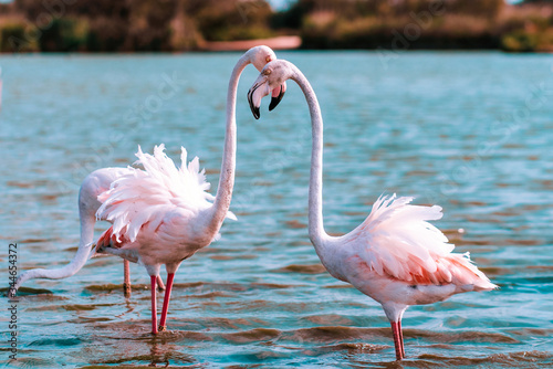 Two Greater flamingos stand in the water and hug their heads in an arc. In the background is a Blue pond. Copy of the space