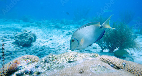 Beautiful Fish Swimming In The Caribbean Sea. Blue Water. Relaxed  Curacao  Aruba  Bonaire  Animal  Scuba Diving  Ocean  Under The Sea  Underwater Photography  Snorkeling  Tropical Paradise.