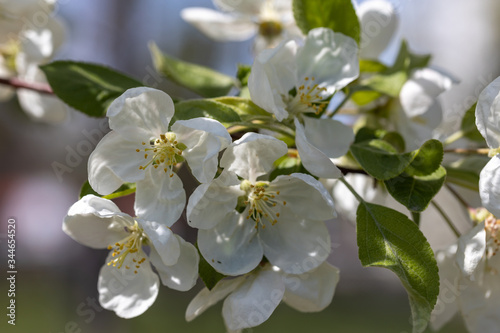 White flowers of apple tree. Detailed view.