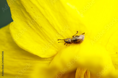 A small insect beetle in a spring garden sits on a green leaf of a plant