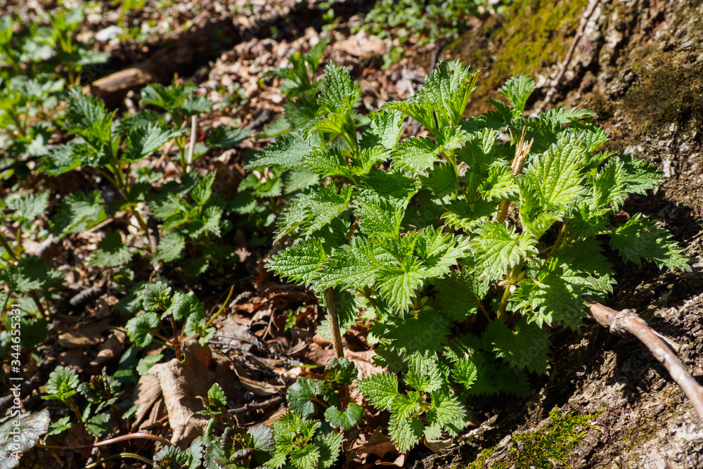 Urtica dioica, often known as common nettle, stinging nettle or nettle leaf in sunny spring day. Selective focus. Urtica dioica, often known as common nettle, stinging nettle or nettle leaf in sunny spring day. Selective focus.