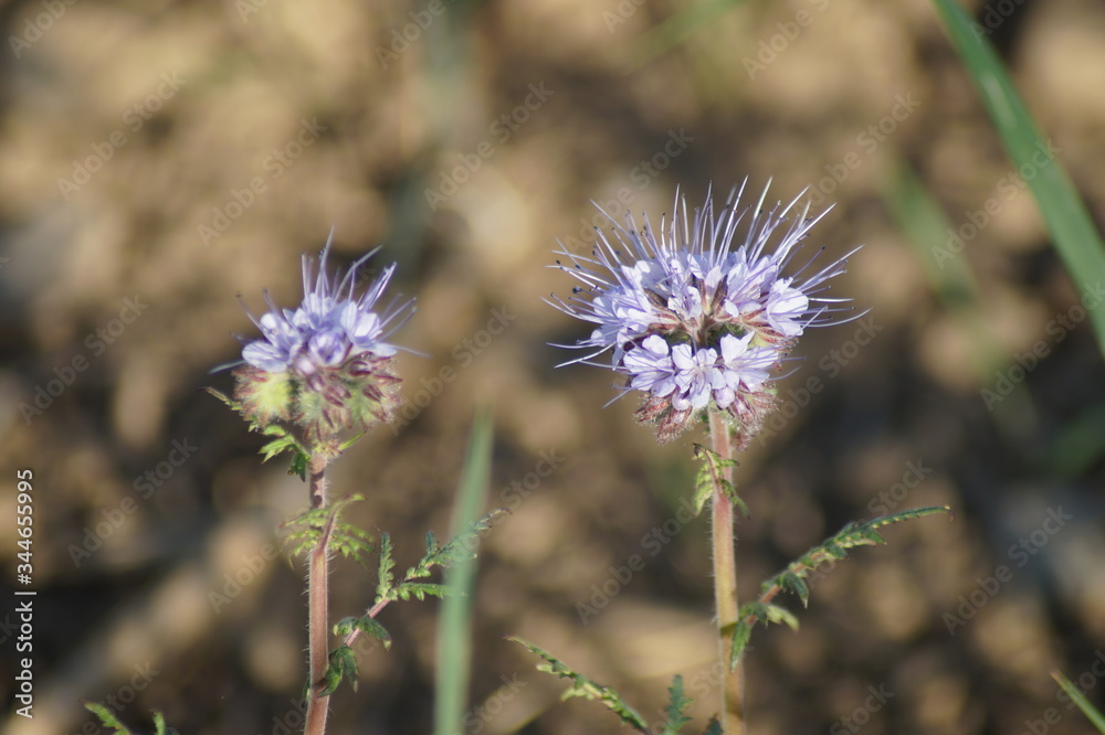 Fototapeta premium Blume am Feld