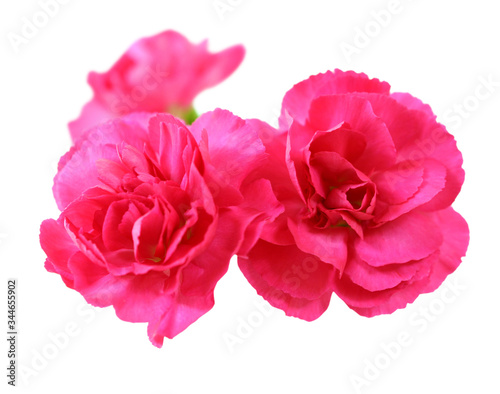  pink carnation © anphotos99