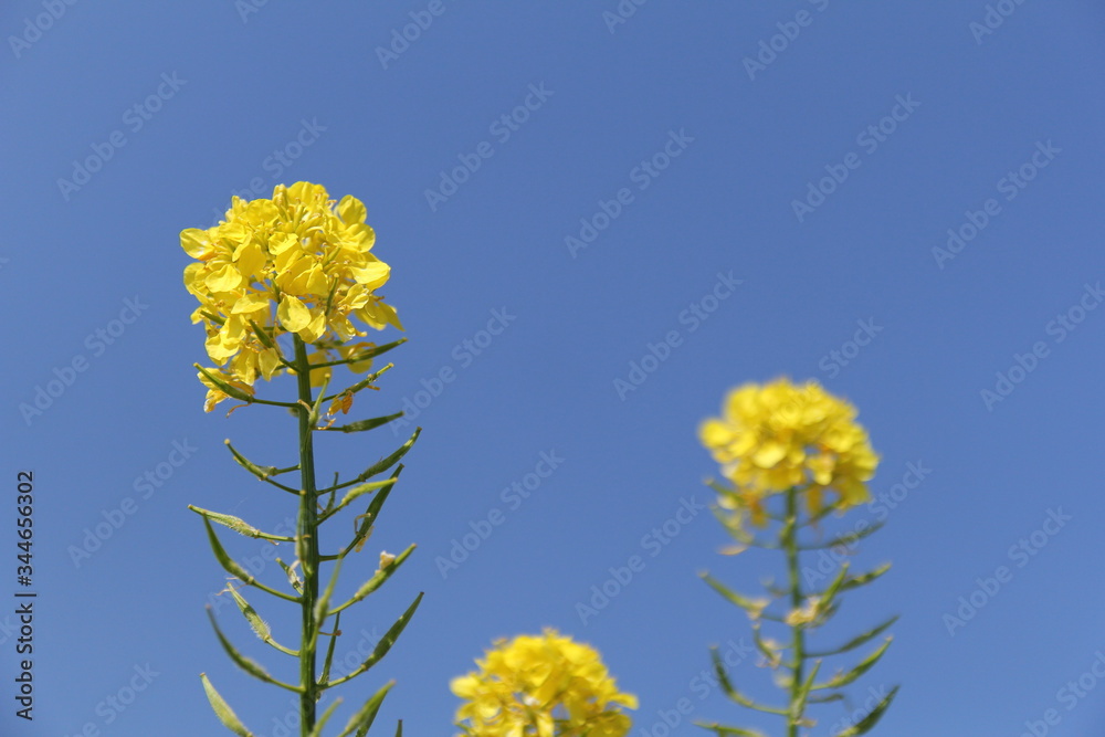 three single yellow rapeseed flowers closeup and a deep blue sky in the background in the countryside in springtime three single yellow rapeseed flowers closeup and a deep blue sky in the background in the countryside in springtime