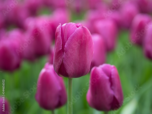 Blooming purple tulips in the park