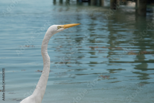 Curious bird