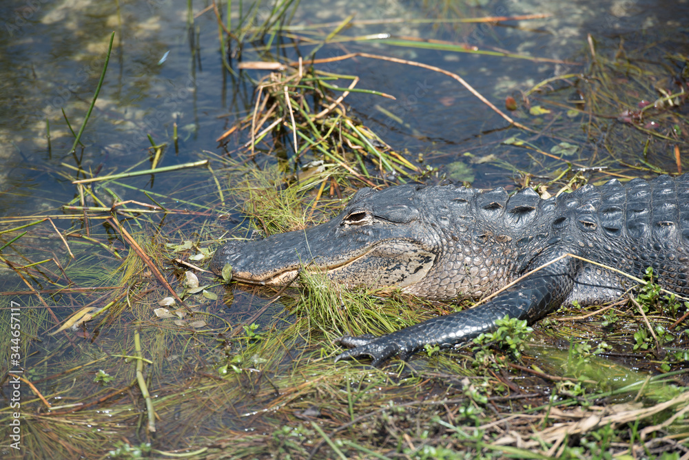 Florida crocodile