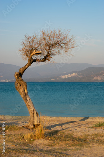 dry tree on the beach 