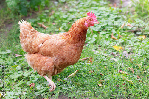 A chicken walking in a field