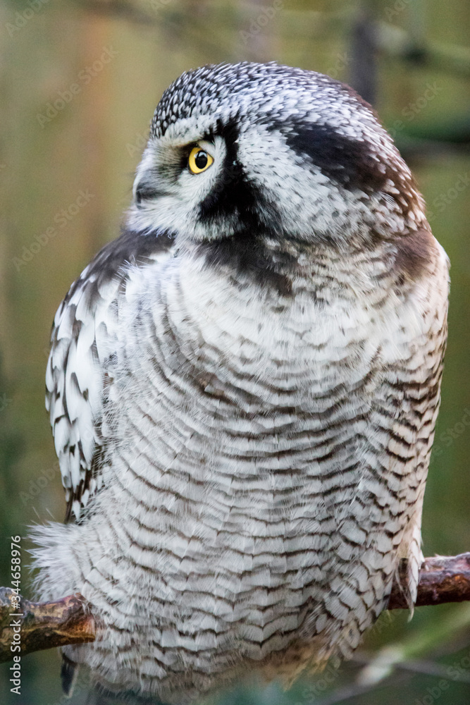 Fototapeta premium Snow owl with yellow eye sitting and looking somewhere to the side.